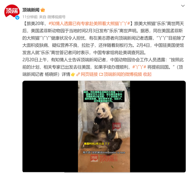 动物园回应丫丫健康状态 称“丫丫”没有营养不良或其他医学问题