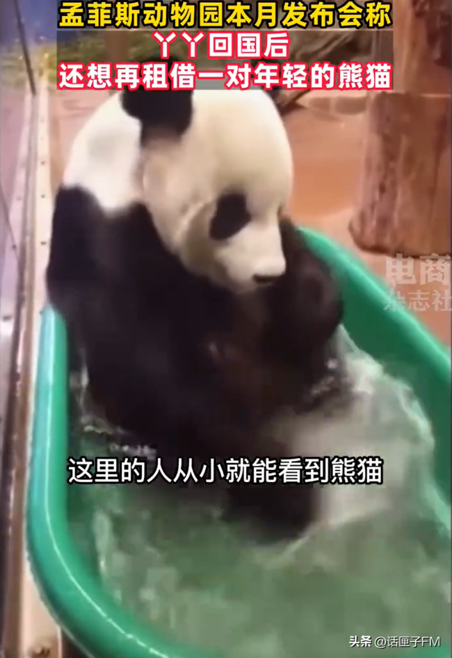 美欲再租借大熊猫引热议 