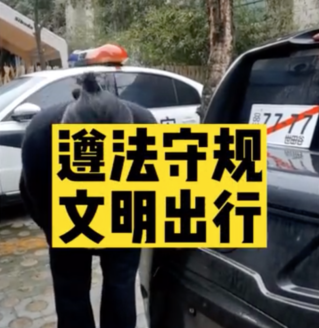 悬挂日本牌照车主致歉：纯粹是好玩！现场鞠躬认罪