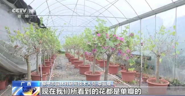 “太空種子”返回廣西柳州 順利出苗移植