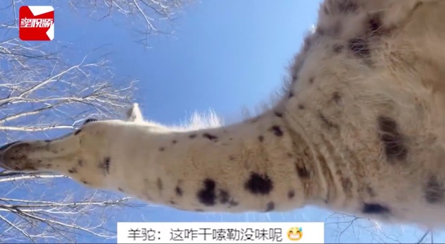 男子手机掉落拍下羊驼罕见视角