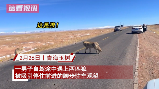 男子自驾游玩偶遇两只狼 狼：你多冒昧啊