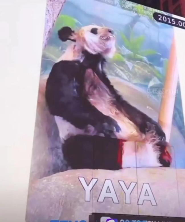 丫丫一定是最坚强的熊猫！丫丫冲上热搜原因却令人心酸！