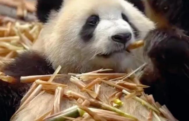 旅俄大熊猫体重增40公斤 网友：跟丫丫简直形成鲜明对比  