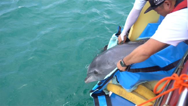 新华全媒+丨一群人与一只海豚的故事