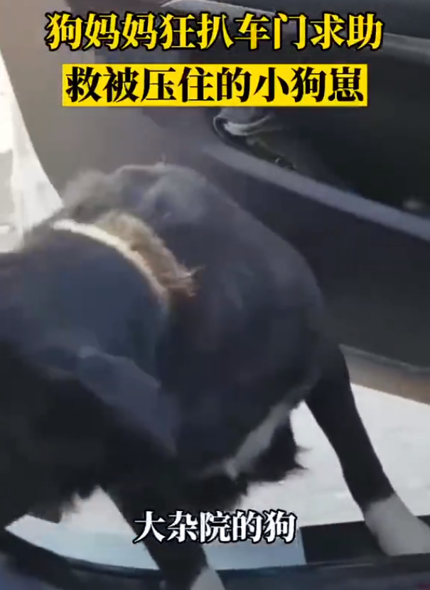 小狗被板子压住，大狗趴在车门上找路人求助