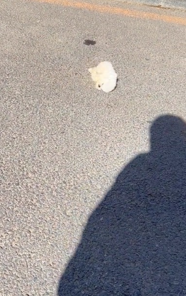 原来狗狗真的能被风吹跑