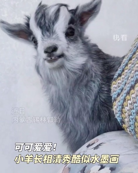 小羊长相清秀酷似水墨画