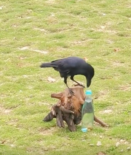 游客拍下现实版乌鸦喝水