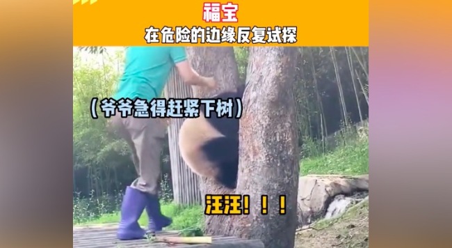 福宝被树卡脑袋吓出狗叫