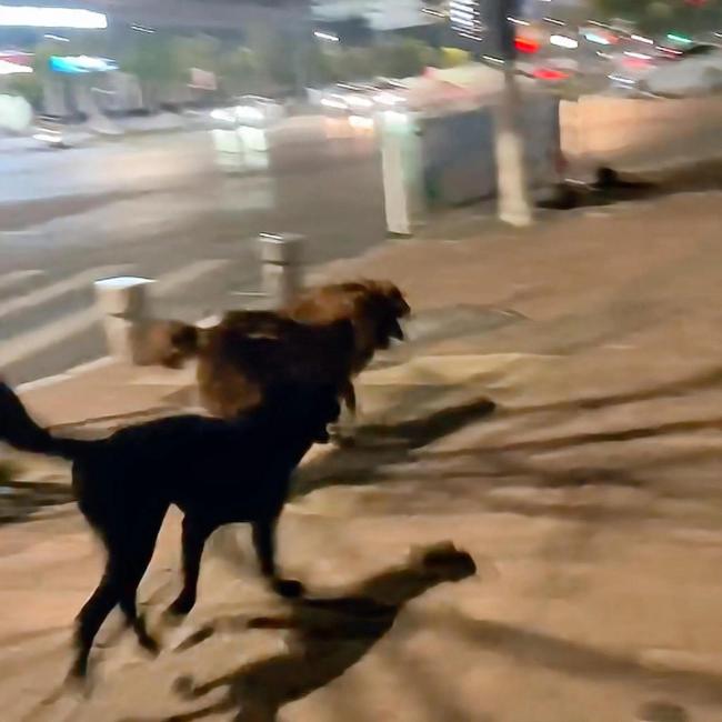 女子遛狗捡到消防犬 它们名字叫黑豆