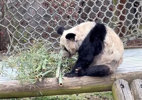 在美华人谈熊猫丫丫状况