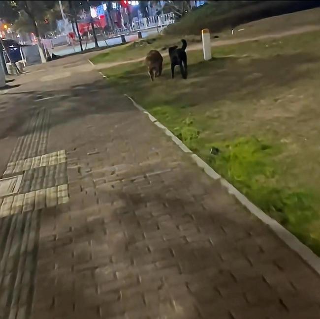 女子遛狗捡到消防犬 它们名字叫黑豆