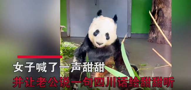旅英熊猫听见四川话愣住 甜甜：突然就有了一种熟悉的感觉 