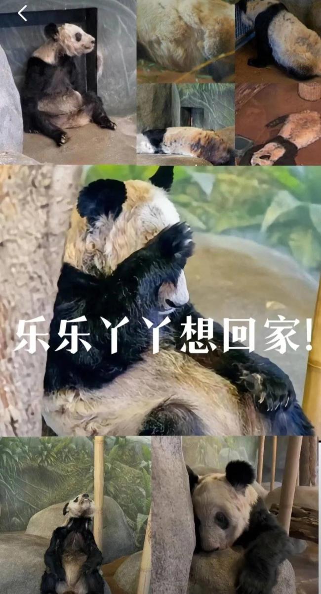 大熊猫丫丫事件图片