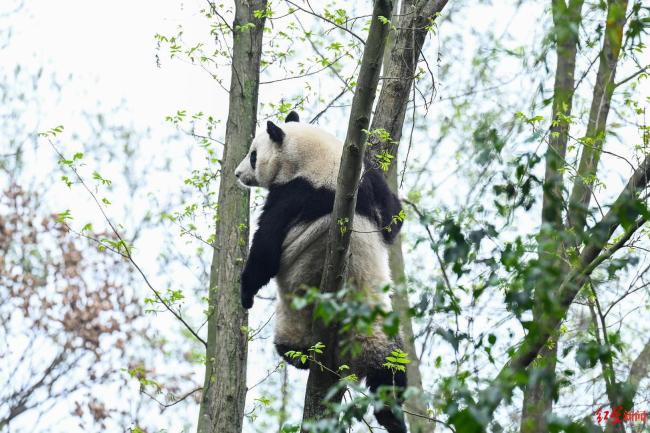 花花成为大熊猫界顶流 网友：女明星还耍大牌呢 