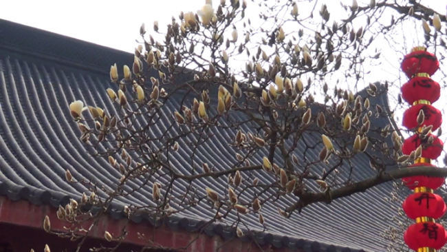 杭州法喜寺500岁玉兰盛放
