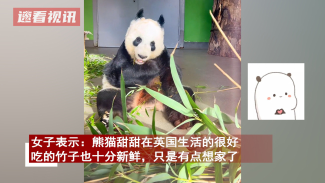 中国夫妻看望旅英熊猫 甜甜：乡音难忘 