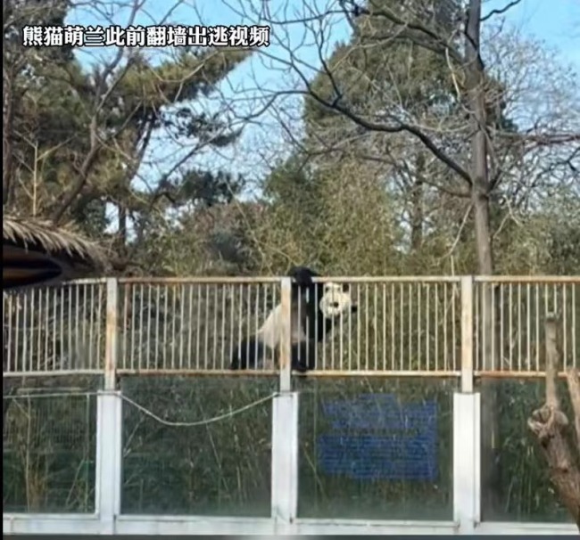 丫丫回国后将和大熊猫萌兰做邻居 网友齐赞：合适