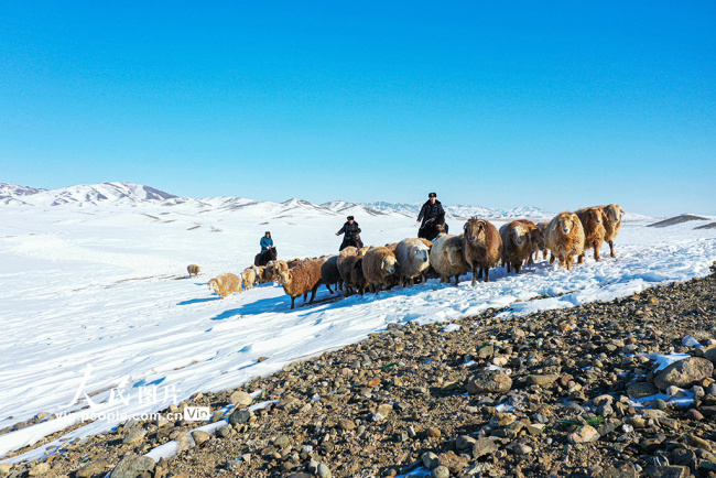 新疆阿勒泰：民警協助牧民轉場