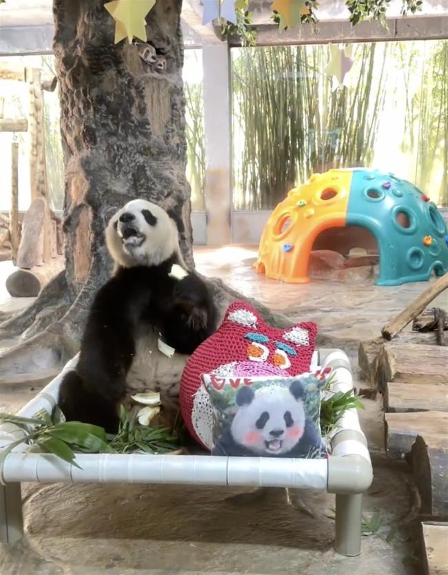 游客拍熊猫房玻璃被制止 将该人拉入黑名单以后禁止进入所有动物园