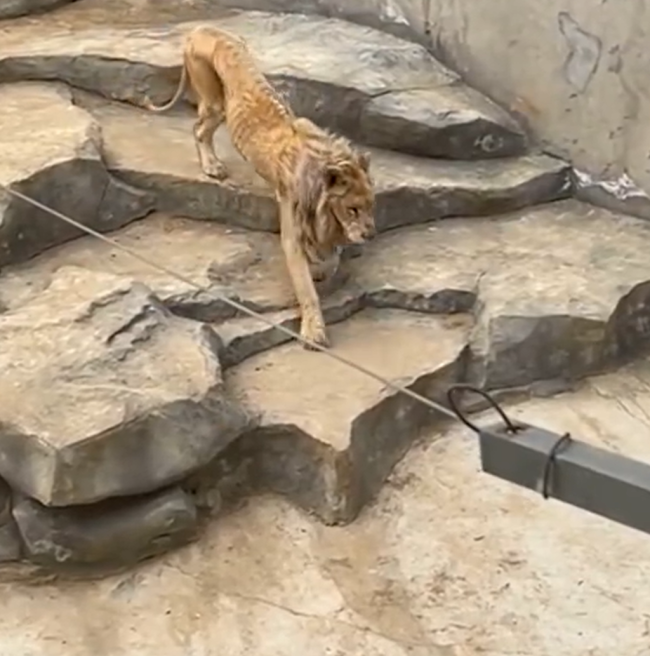 动物园回应狮子瘦成排骨 年纪比较大了吃不动肉了