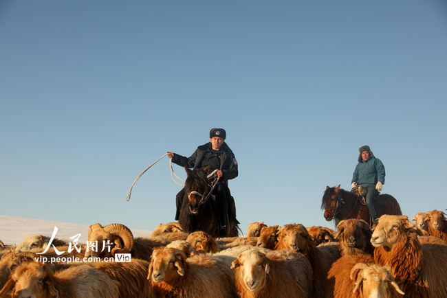 新疆阿勒泰：民警協助牧民轉場