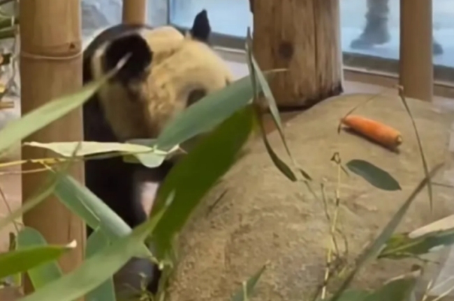 熊猫丫丫伙食中添胡萝卜，但它没有碰！