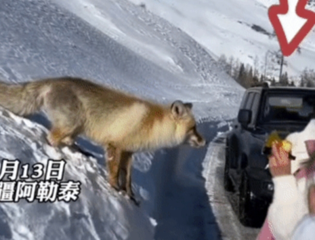游客为拍照喂狐狸吃面包，居民：不要乱喂，会生病！