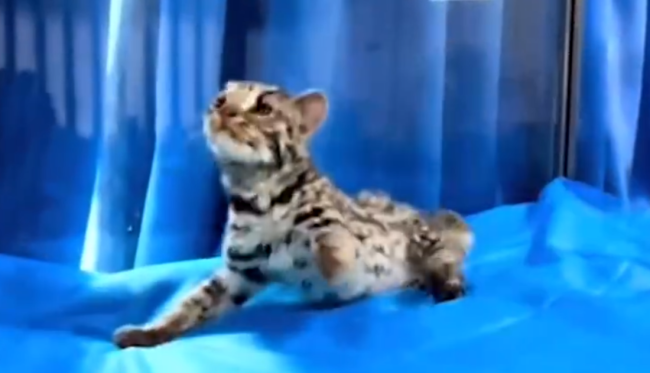 豹猫疑遭小孩殴打重伤 重庆动物园：尚未度过危险期