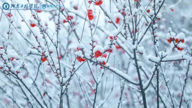 直击河南多地飘起桃花雪 现场图片美爆了！
