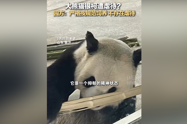 大熊猫银柯遭无情？官方酬金来了！