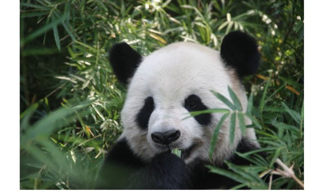 山东临近动物园回应：“银柯”目前身体非常健康！不存在虐待！