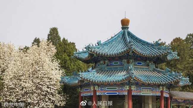 好看！玉兰花绽放有多美