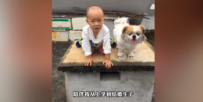 狗狗去世男孩梦中流泪