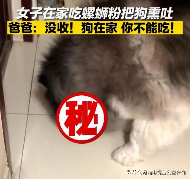 女子吃螺蛳粉把狗狗熏吐 爸爸警告：自己和狗在家时不能吃