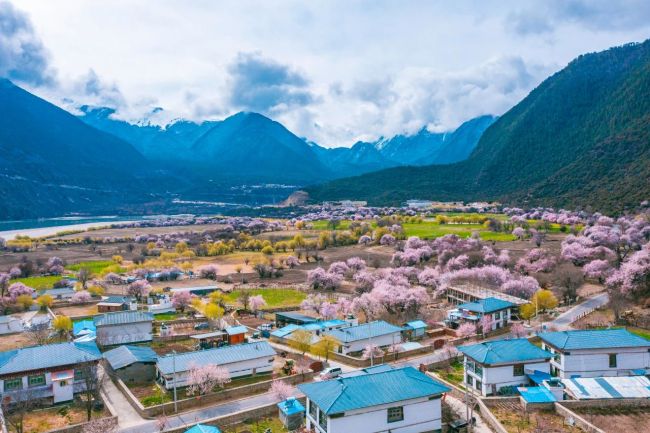 大峡谷吞白村.桃花张静摄