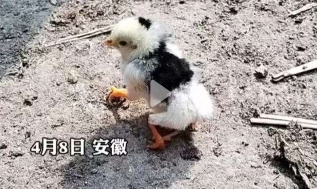 女子发现一小鸡长四条腿