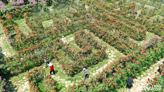 贵州黔西南：“植物迷宫”鲜花盛开