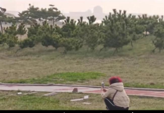 女子喂食北归天鹅被制止，为了拍视频而天天喂大天鹅，官方：正调查此事