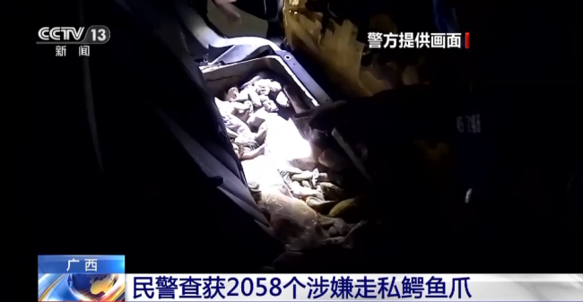 广西查获2058只鳄鱼爪重236.8公斤，抓获犯罪嫌疑人1名