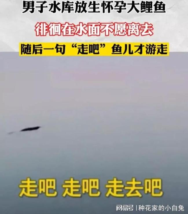 男子放生30斤怀孕大鱼 随后一句“走吧”感动众人！