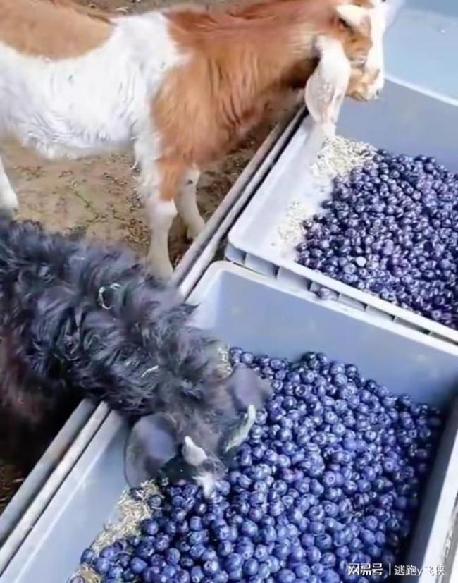 男子用不新鲜蓝莓喂羊：品控出现问题，没法卖 网友：人不如羊
