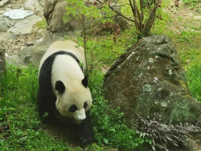 大熊猫保护研究中心辟谣 并没有摆拍，纯属工作要求  