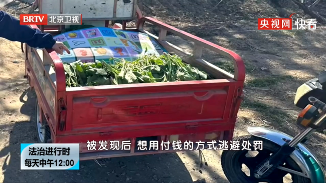 四女子以为菠菜无主薅百斤被拘