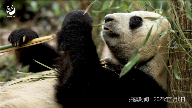 官方辟谣大熊猫香格生病：处于发情期+脱毛季