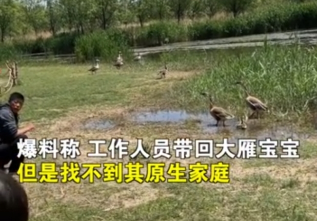 游客私自带走大雁被制止，工作人员：已找不到其原生家庭