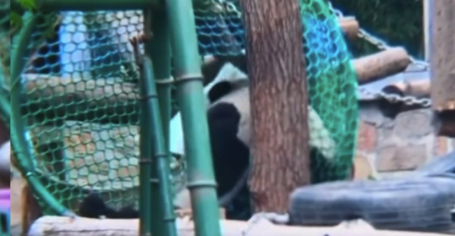 毛巾让熊猫萌兰气质改变成“搓澡大爷” 网友：整活还得看咱么么儿