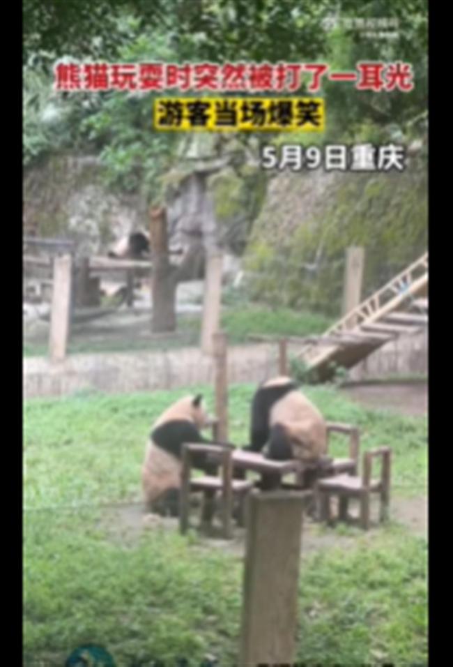 大熊猫玩耍时突然被同伴打耳光 网友：求被打熊猫心理阴影面积