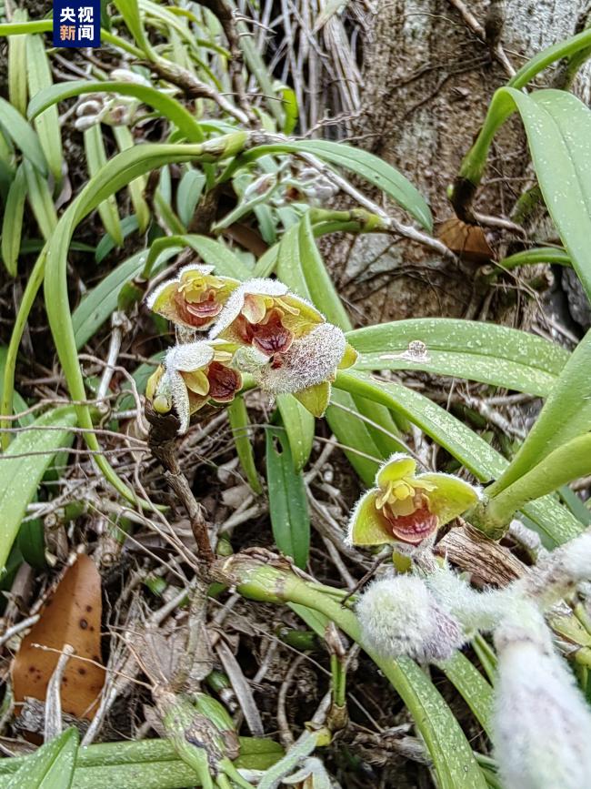 广西发现两个野生植物新物种